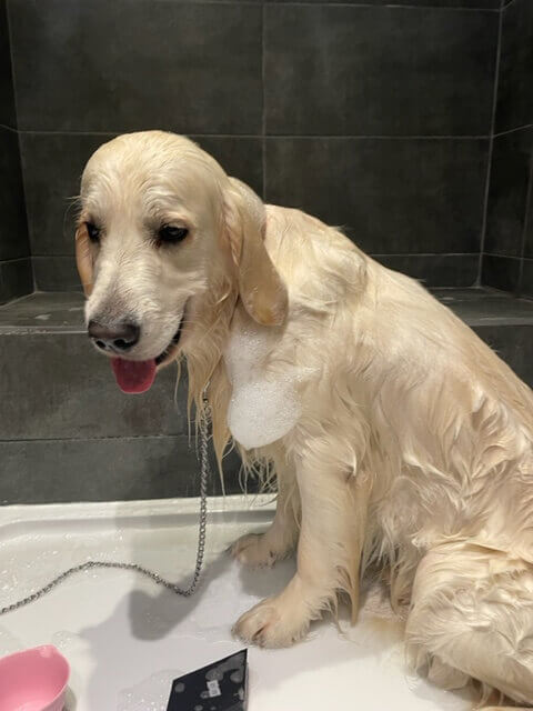 Dog Grooming Chesterfield