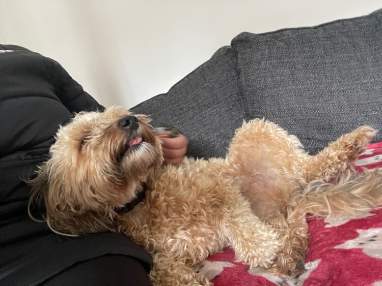 Doggy Day Care Chesterfield