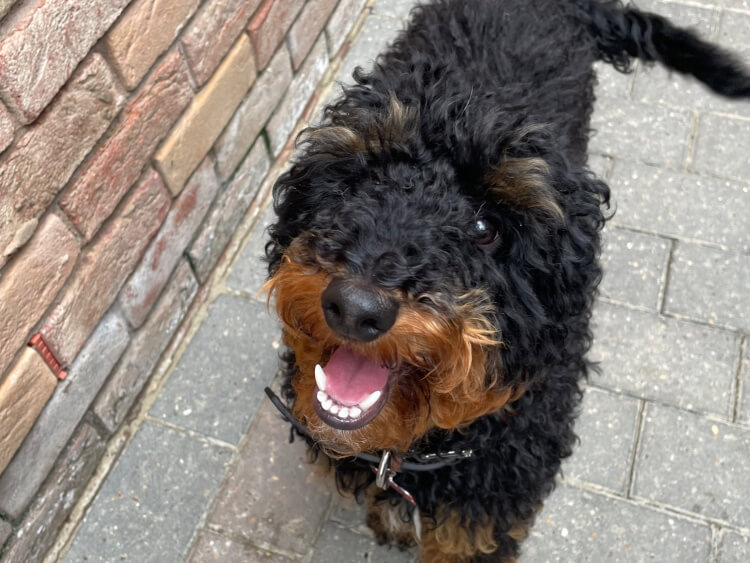 Doggy Boarding Chesterfield