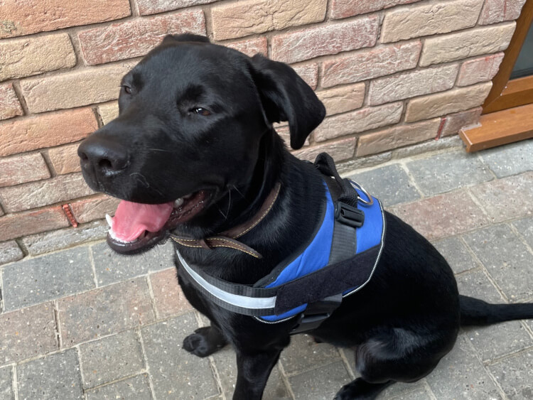 Doggy Boarding Chesterfield