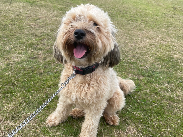 Doggy Boarding Chesterfield