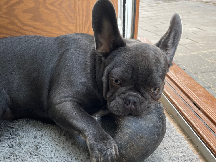 Doggy Boarding Chesterfield