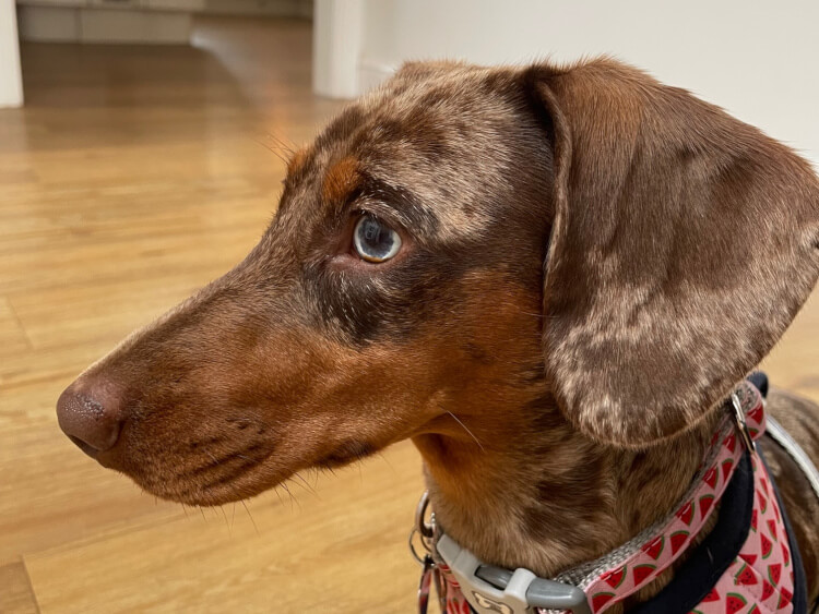 Doggy Boarding Chesterfield