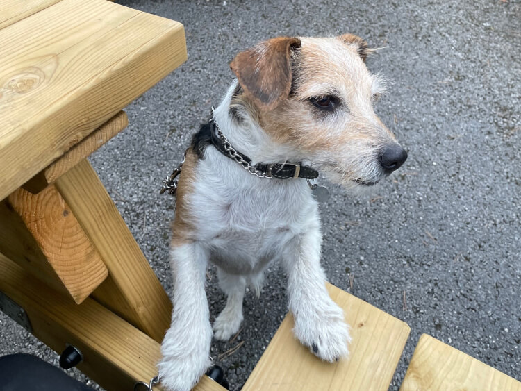 Doggy Boarding Chesterfield