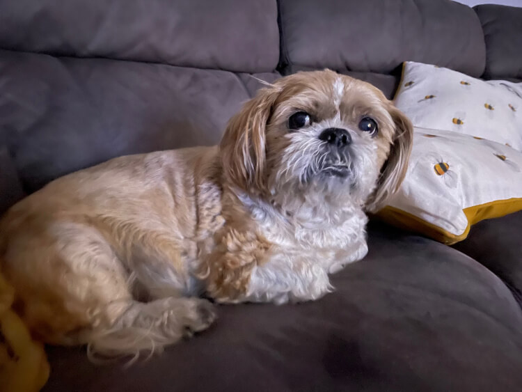 Doggy Boarding Chesterfield