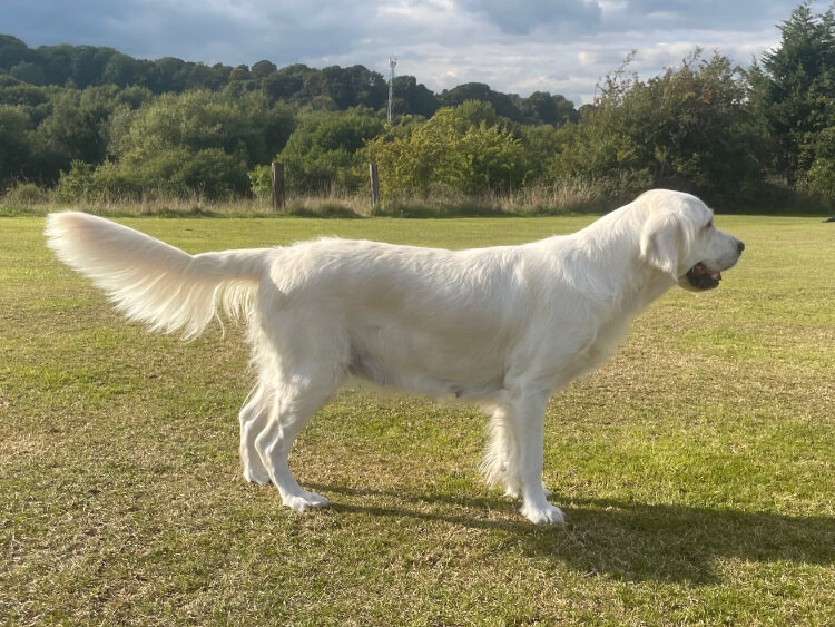 Golden Retriever Breeders