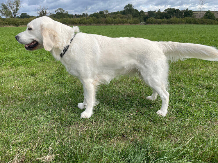 Golden Retriever Breeders