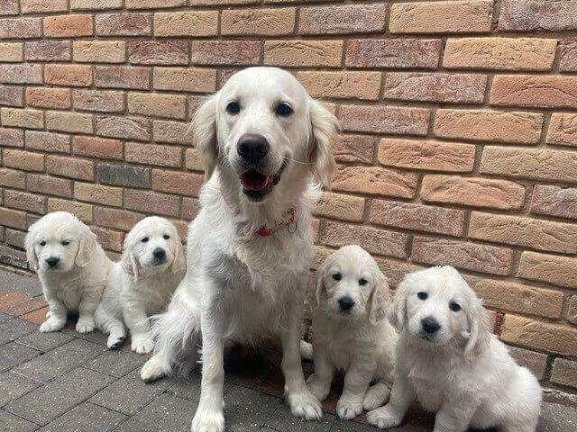 Honeylush Retrievers