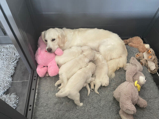 Golden Retriever Puppies