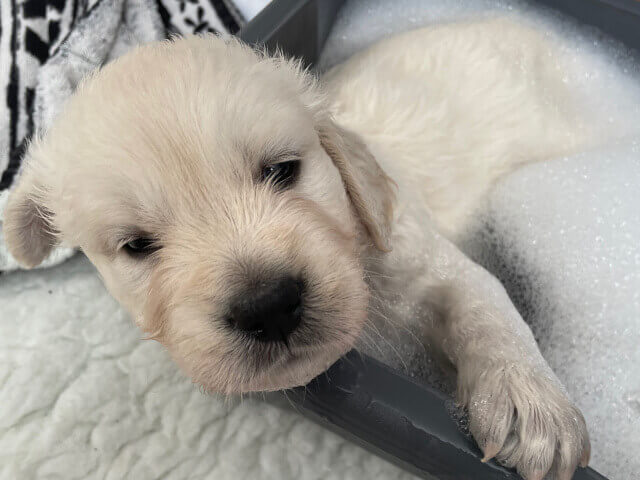 Golden Retriever Breeders