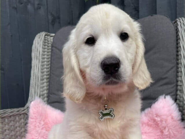 Golden Retriever Puppies