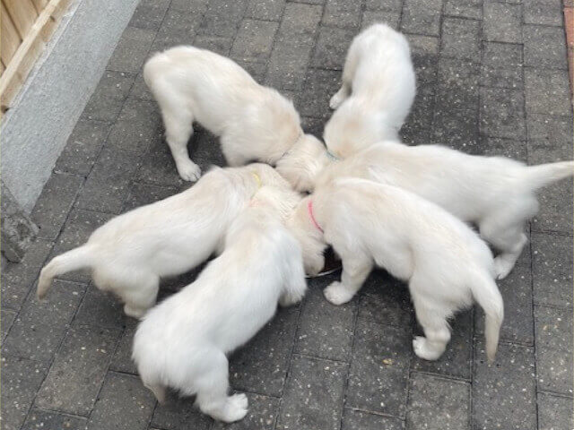 Golden Retriever Breeders