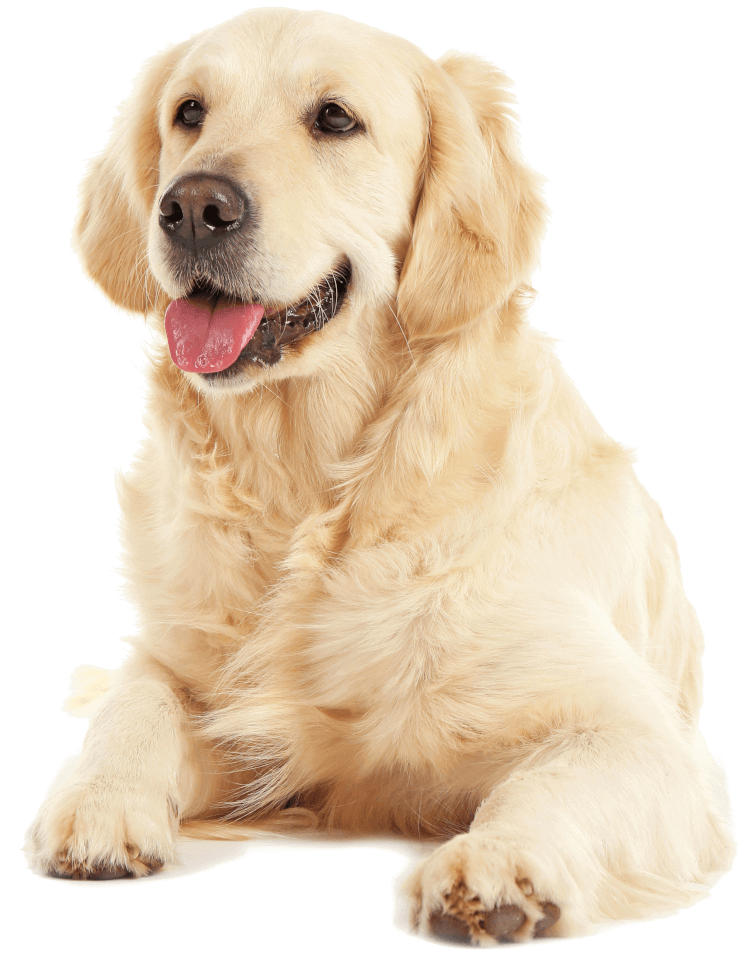 Golden Retriever Breeders
