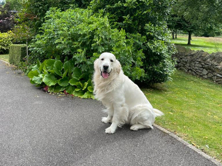 Golden Retriever Stud Dog