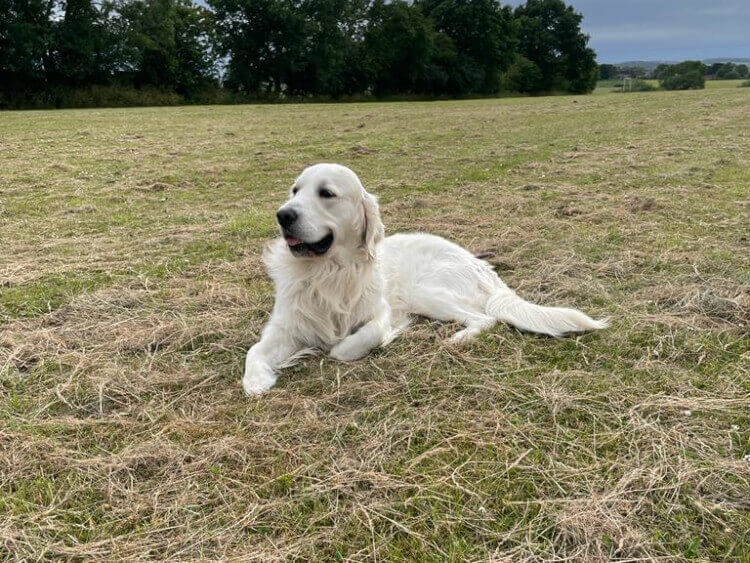 Golden Retriever Stud Dog