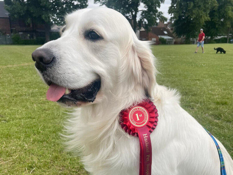 Golden Retriever Stud Dog