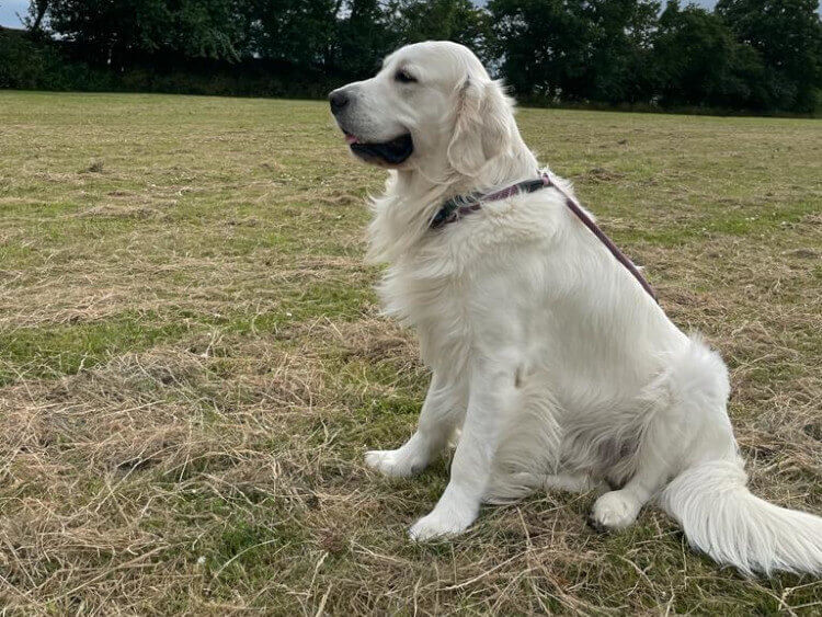 Golden Retriever Stud Dog